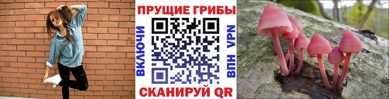 Галлюциногенные грибы Psilocybe  где можно купить   Карпинск 